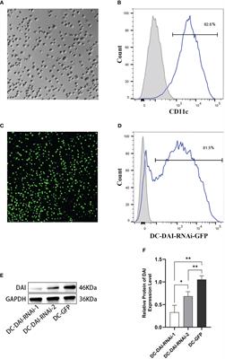 Inhibition of DAI refrains dendritic cells from maturation and prolongs murine islet and skin allograft survival